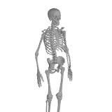 Skeleton